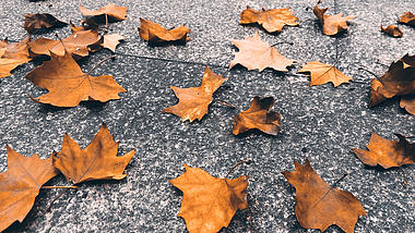 4K实拍秋天风景落叶枫叶视频的预览图