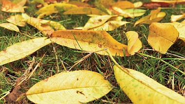 4K实拍秋天风景枯黄凋零的树叶空境视频的预览图