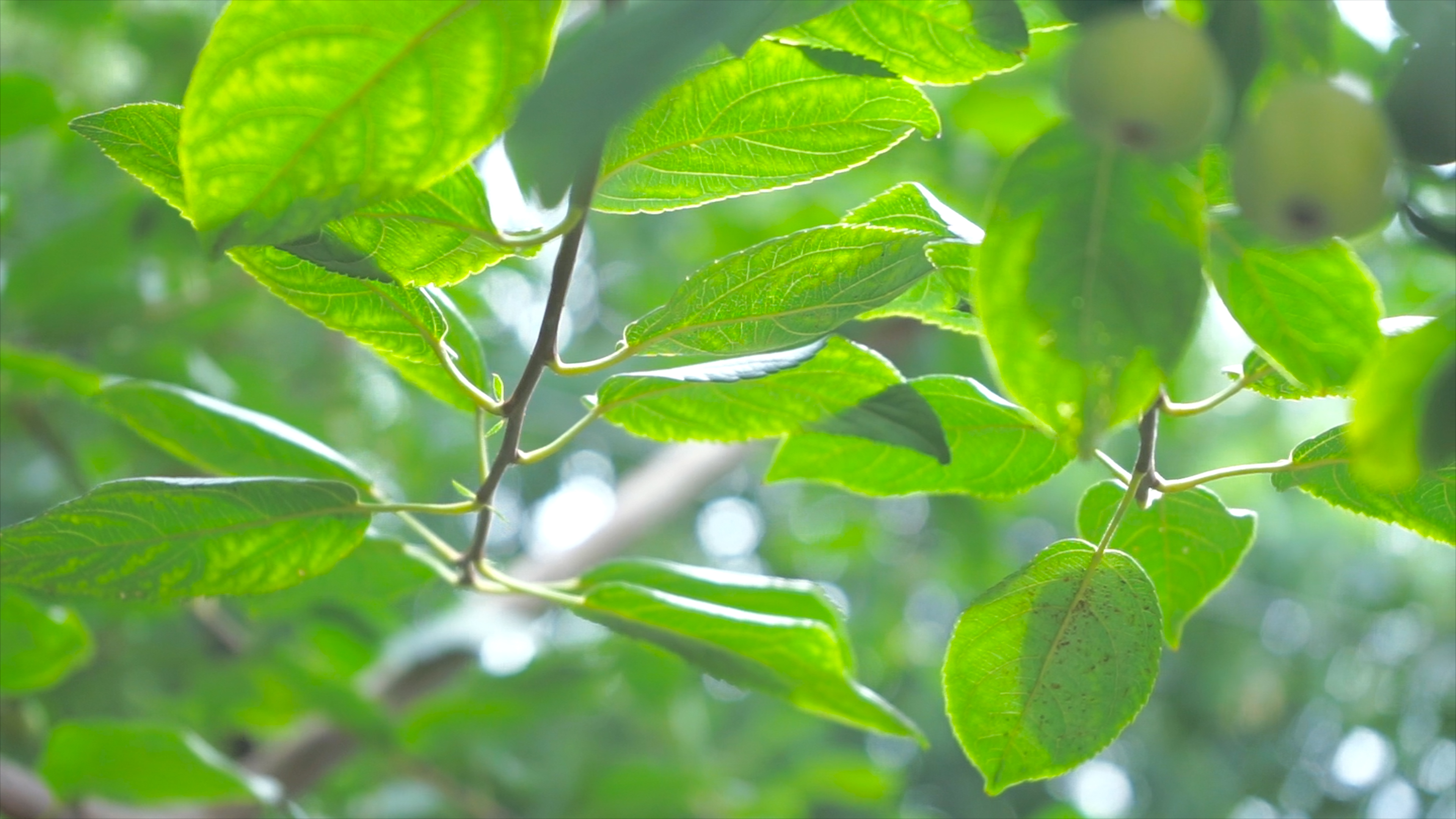 4K实拍果树树叶逆光自然风景视频的预览图