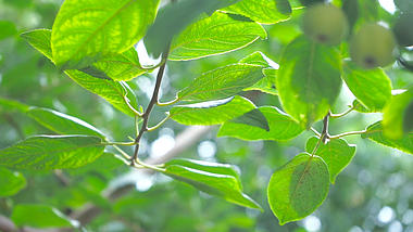 4K实拍果树树叶逆光自然风景视频的预览图