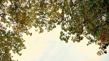 4K实拍秋天风景树叶凋零枯黄叶子视频的预览图