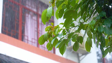 4k实拍倾盆大雨下雨雨水滴落树叶视频的预览图