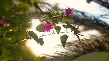 4k实拍阳光透过植物意境风光视频的预览图