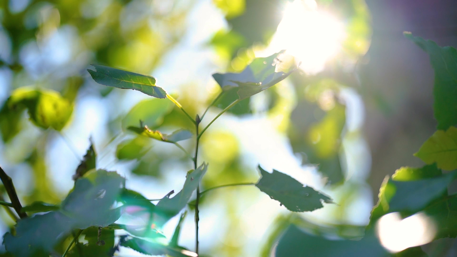 4k实拍唯美意境阳光透过植物视频的预览图