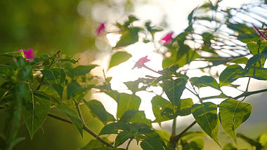 4k实拍唯美逆光虚化阳光透过植物视频的预览图