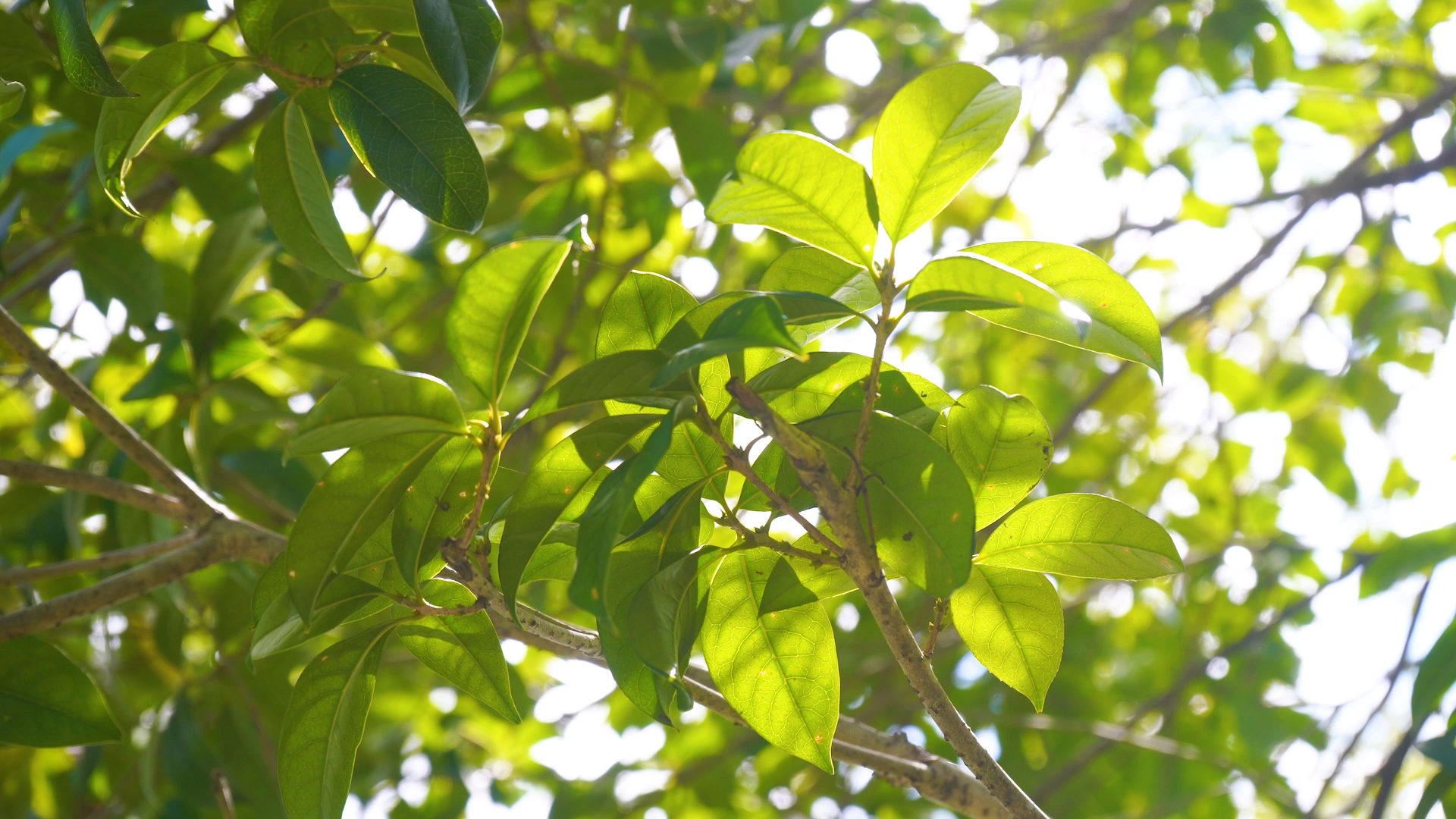 4k实拍唯美阳光洒在桂花树树叶视频的预览图