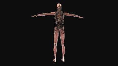 3D医疗化学人体通道视频素材视频的预览图