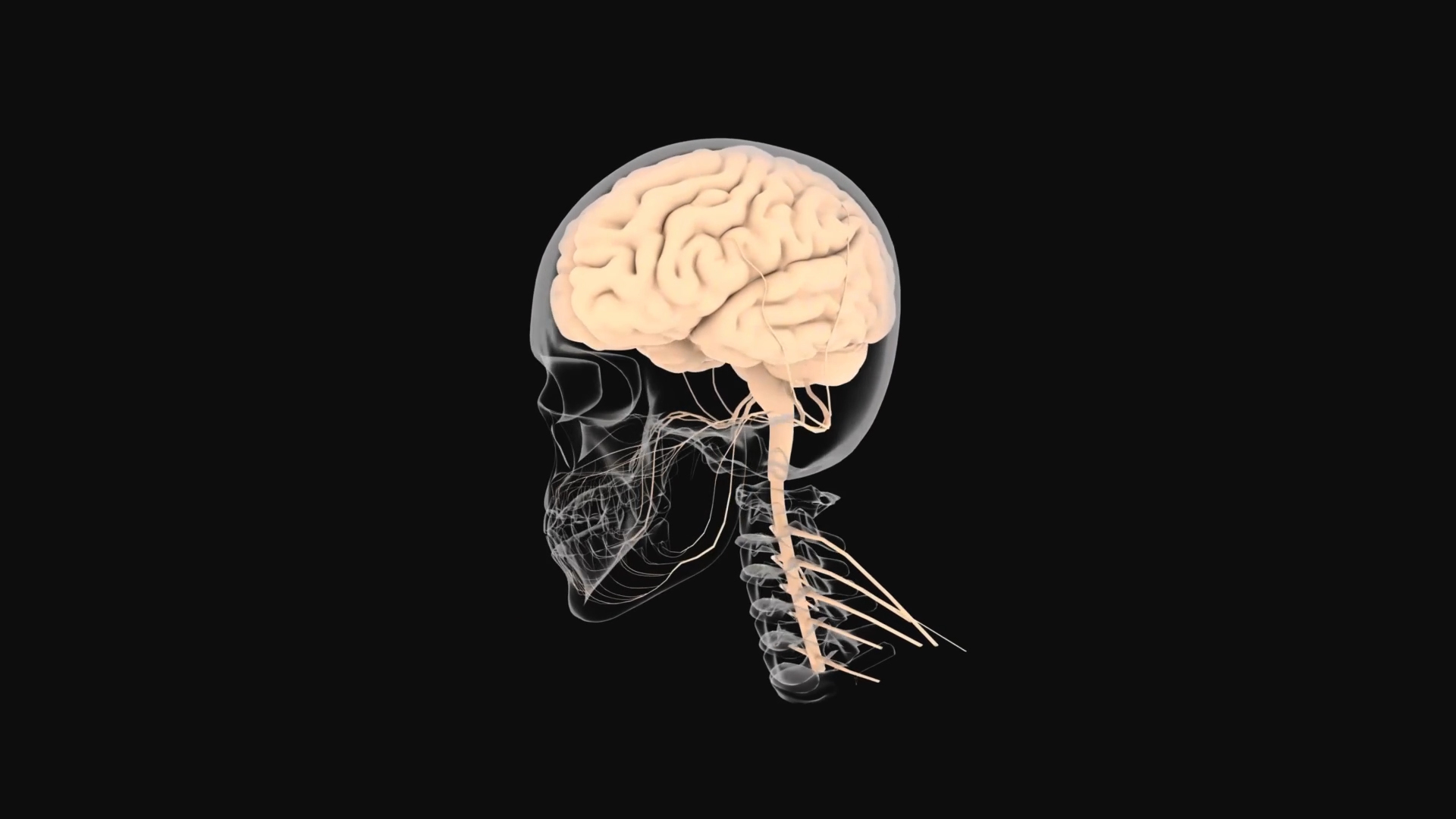 3D旋转面部大脑医疗化学生物素材AE模板视频的预览图