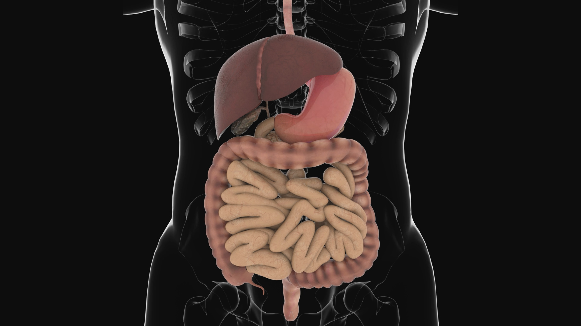 3D肠胃医疗化学人体通道视频素材视频的预览图