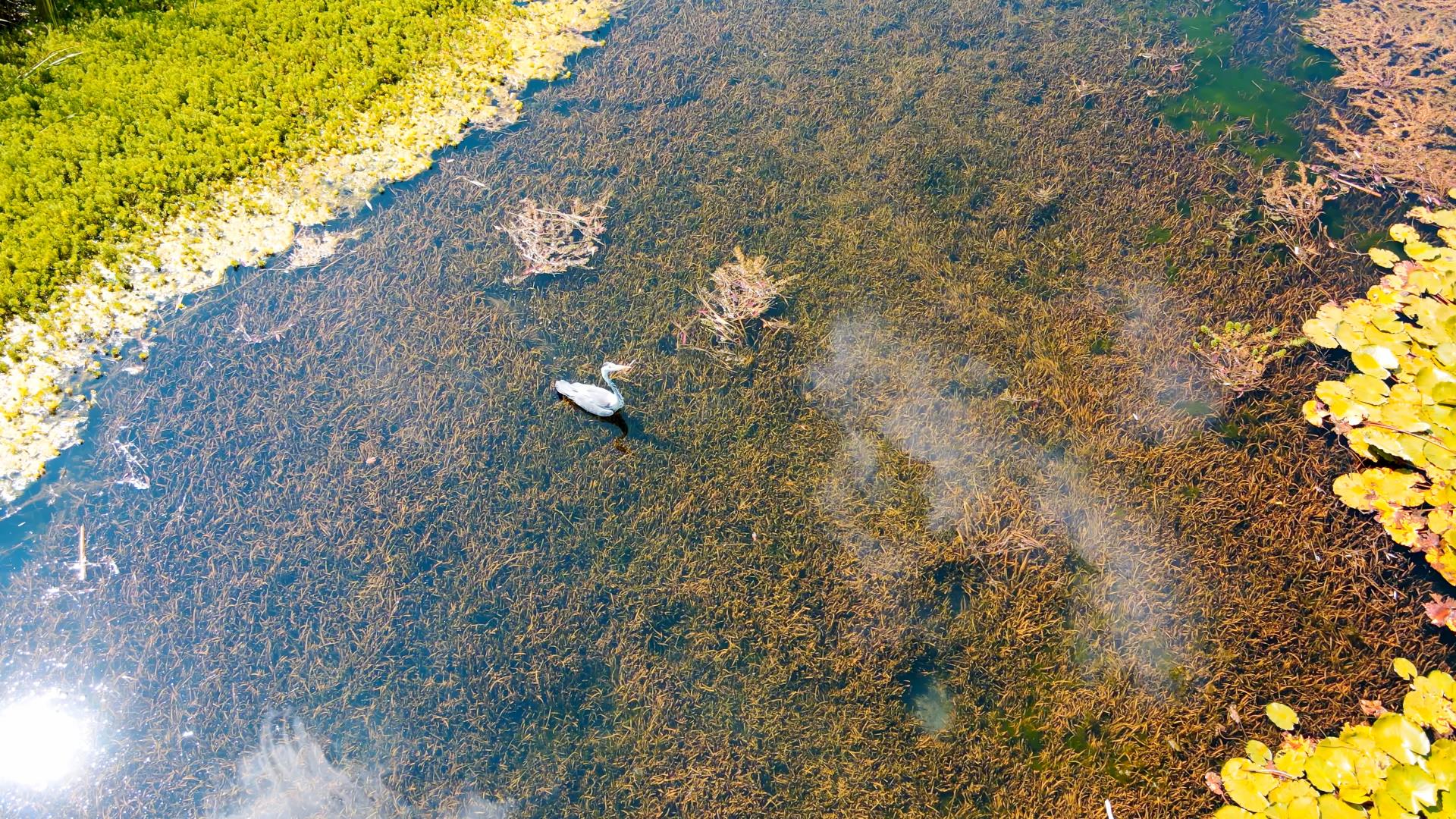 4K俯拍风景区河池中丹顶鹤飞跃升格视频的预览图