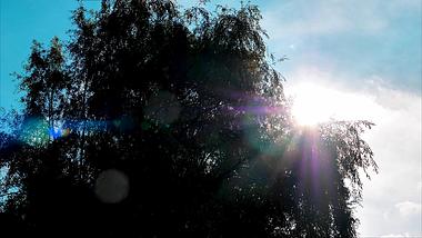 4K拍摄阳光透过杨柳树逆光意境视频的预览图