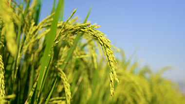 4K实拍金色绿色水稻稻穗稻谷特写视频的预览图