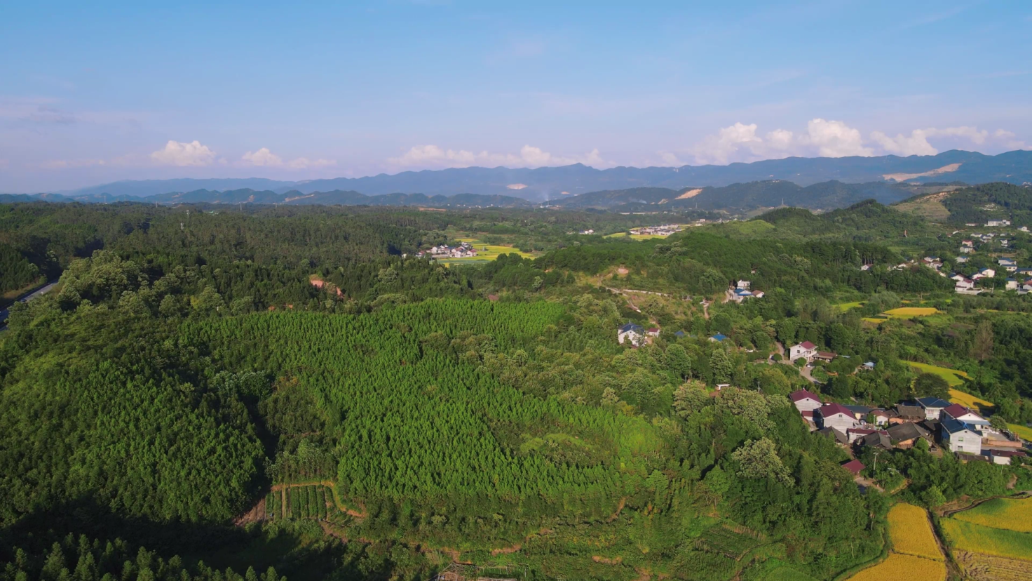 4K航拍绿色森林中的乡村田园视频的预览图