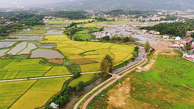 4K航拍农业种植基地金黄杂交水稻视频的预览图