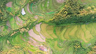 4K航拍金黄水稻农业种植基地视频的预览图