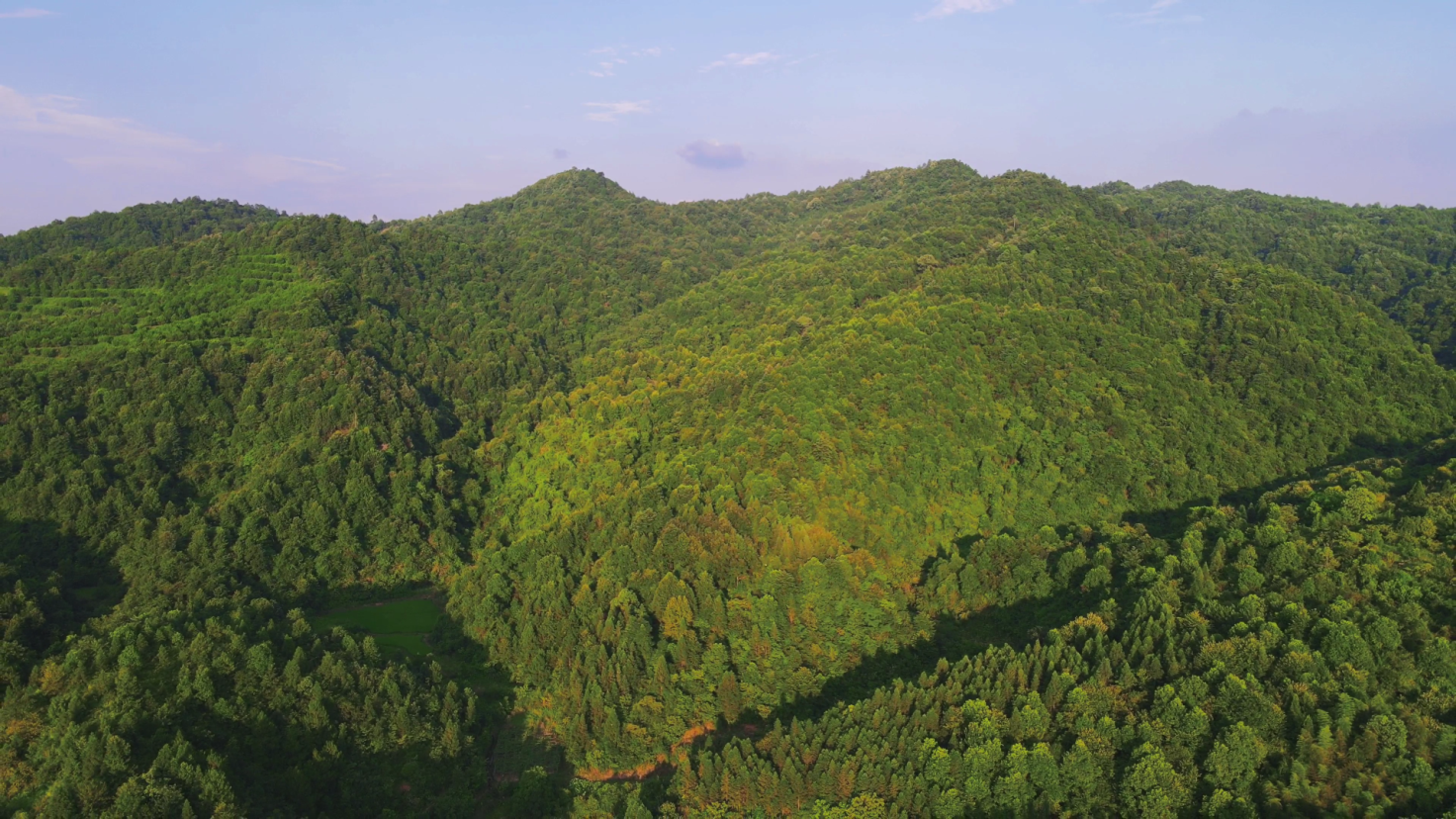 4K航拍绿色植物森林自然风光视频的预览图