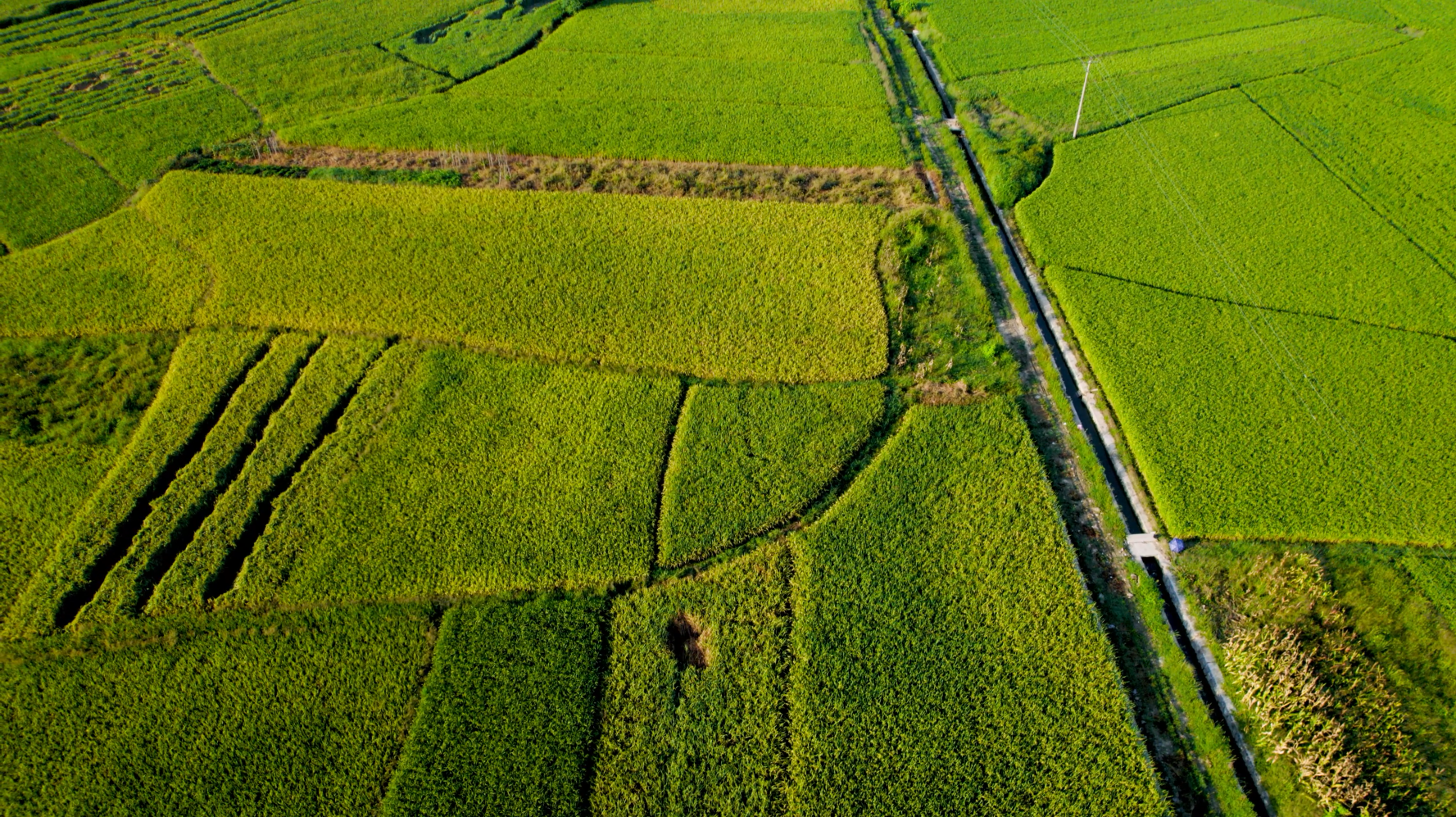 4K航拍稻田谷物粮食农业水稻视频的预览图