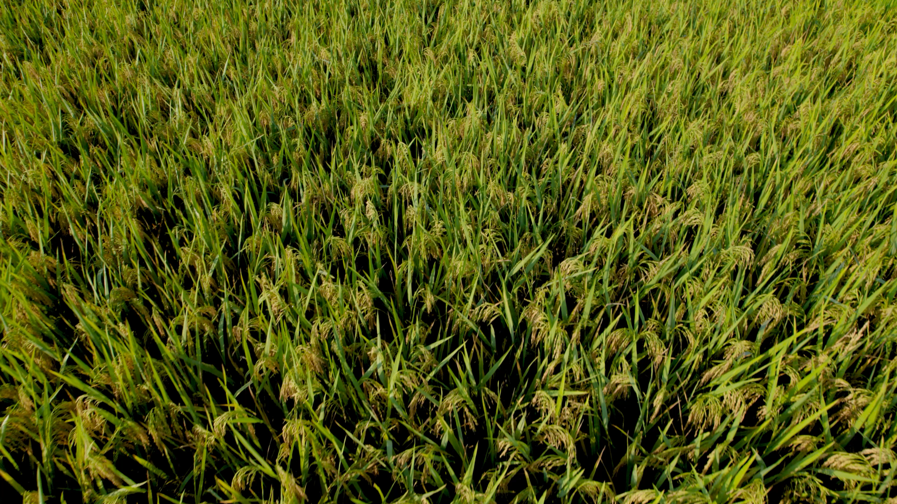 4K航拍稻穗稻谷水稻农作物视频的预览图