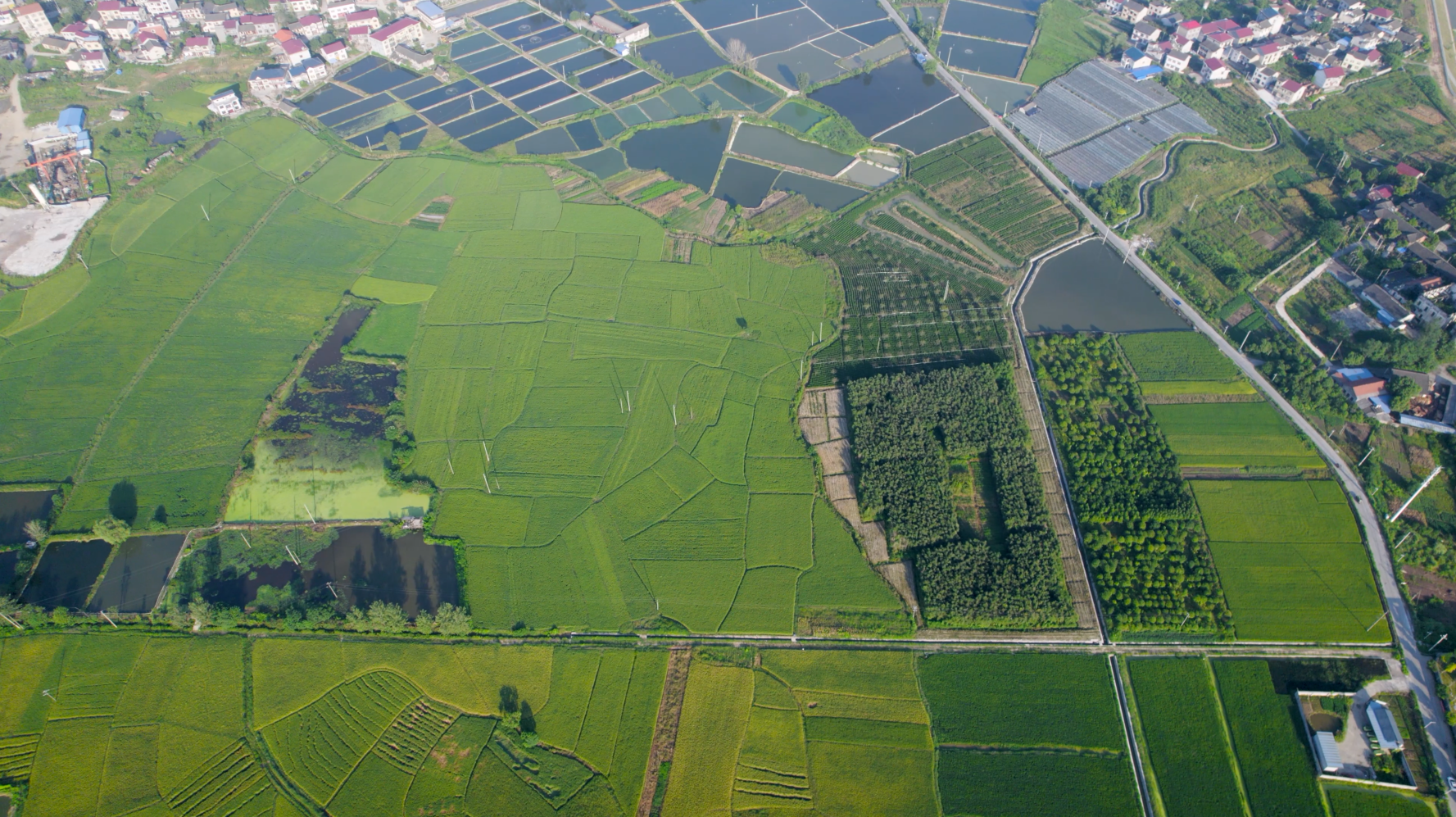 4K航拍农作物水稻稻田稻谷视频的预览图