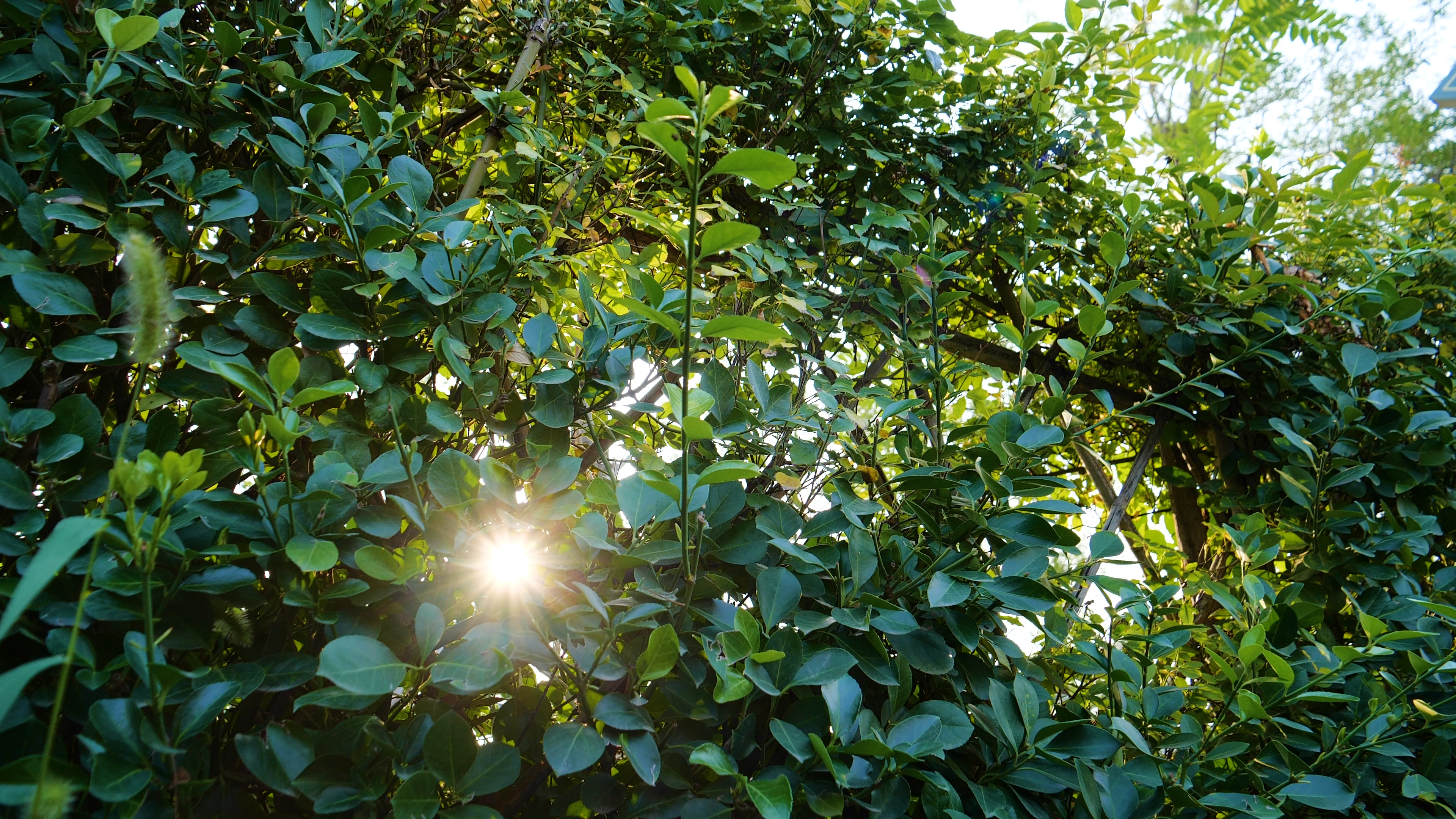 4K自然环境植物篱笆透光意境空镜视频的预览图