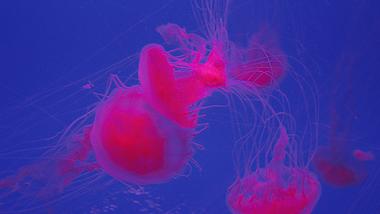 4k唯美红色水母大西洋海刺海洋生物实拍视频的预览图