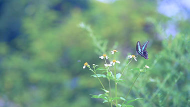 4k实拍唯美花朵上采蜜飞舞的蝴蝶大自然风光视频的预览图