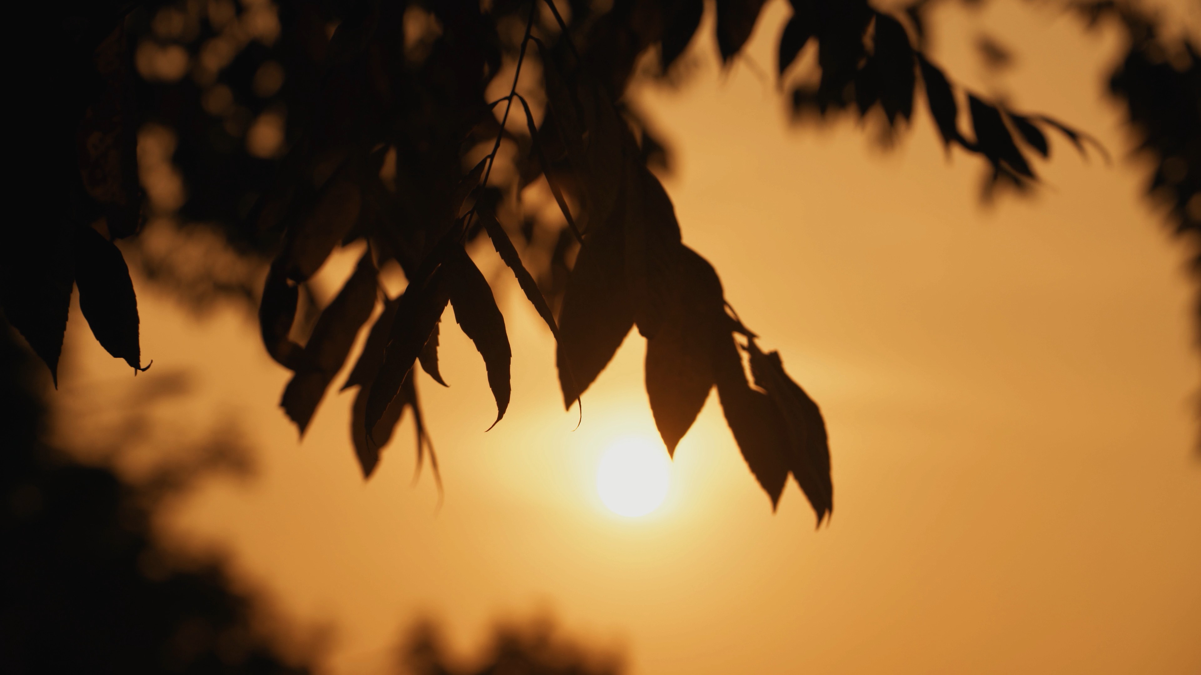 4k唯美夕阳下的树叶植物剪影自然风景视频的预览图