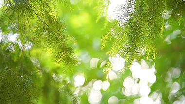 4k实拍唯美意境阳光透过植物风光视频的预览图