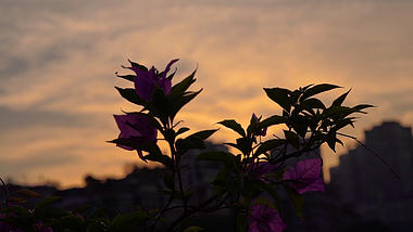 4k实拍唯美黄昏下的鲜花植物视频的预览图