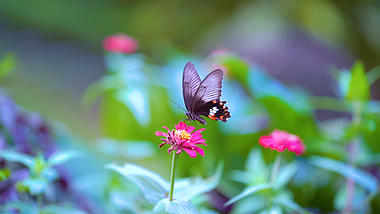 4k实拍唯美意境花朵上飞舞的彩蝶视频的预览图