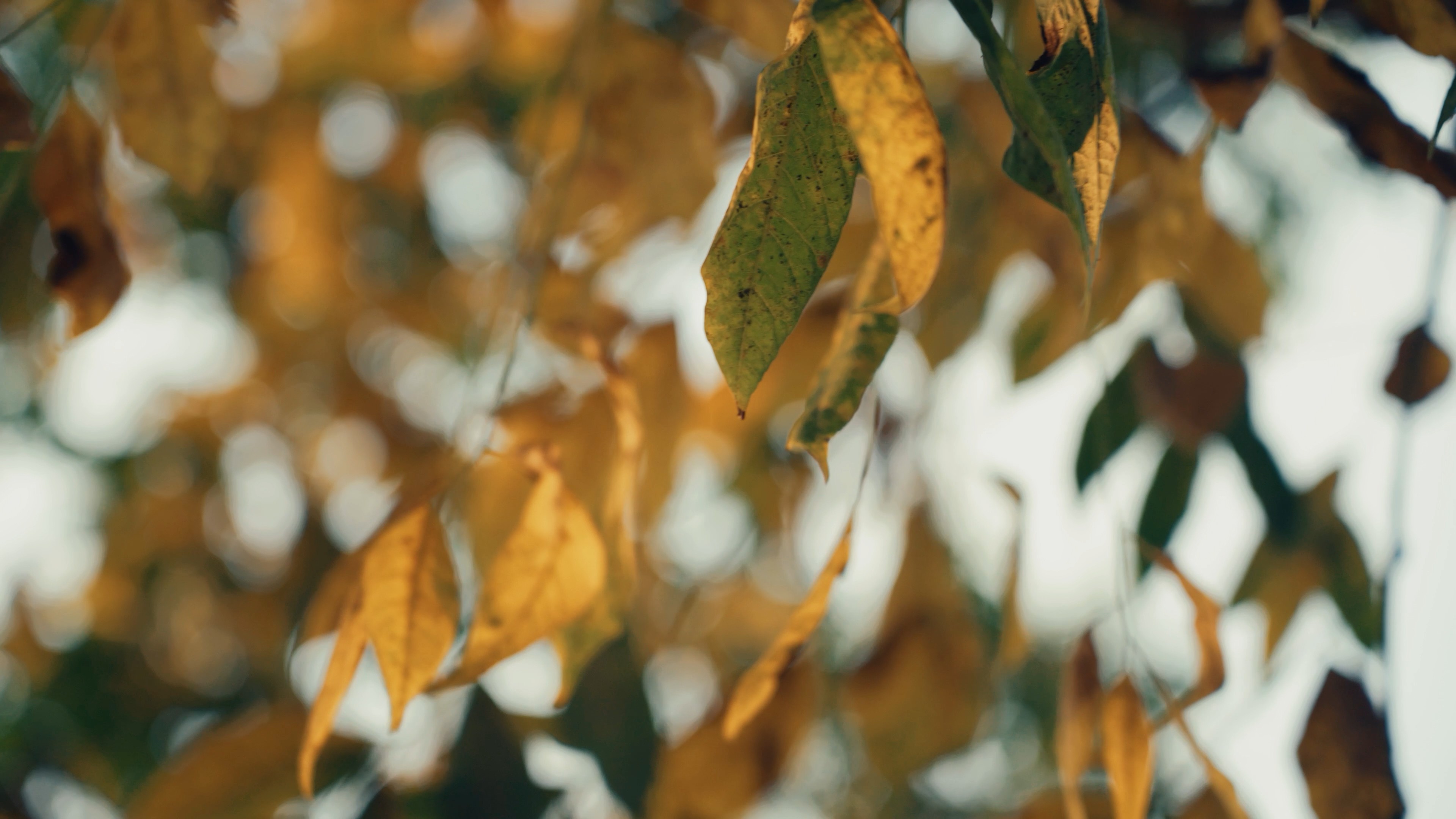 4k风中枯黄的树叶空镜实拍秋天风景视频的预览图