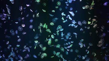 4k大量漂浮在水中的水母唯美空镜意境视频的预览图
