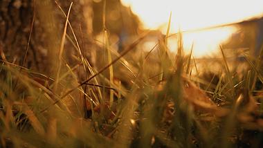 1080夕阳下草丛中枯黄落叶秋天风景空镜视频的预览图