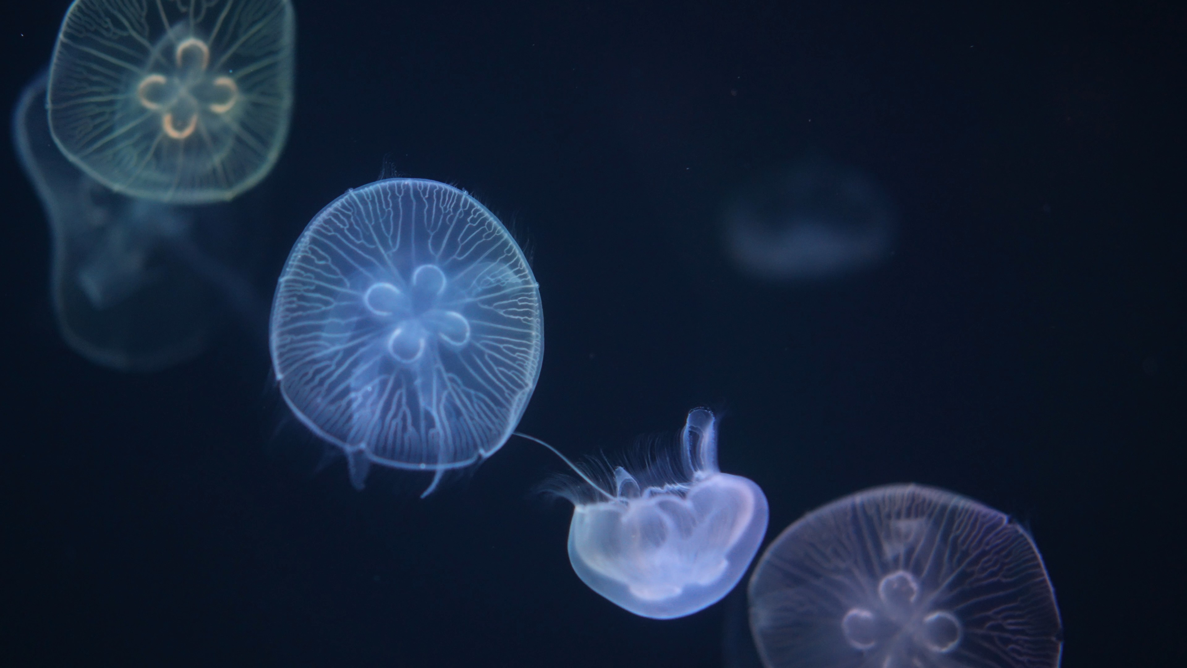 4k唯美缓慢移动的海月水母海洋生物实拍视频的预览图