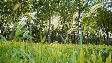 4K自然环境阳光照射植物草地树木狗尾巴草空镜视频的预览图