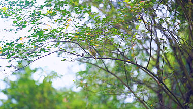 4k实拍唯美意境树上的小鸟视频的预览图