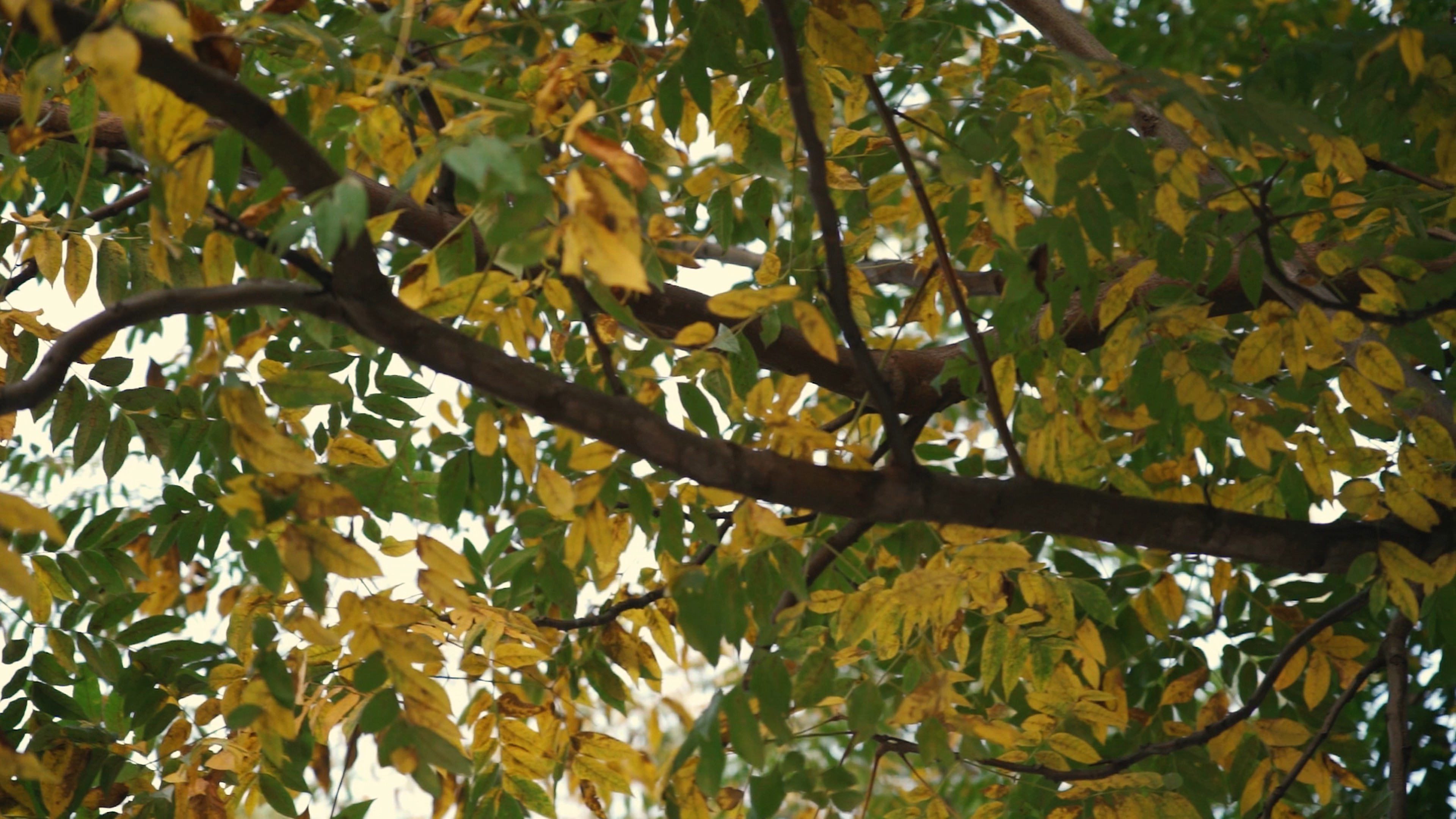 1080树上慢慢枯黄的树叶秋天风景空镜视频的预览图