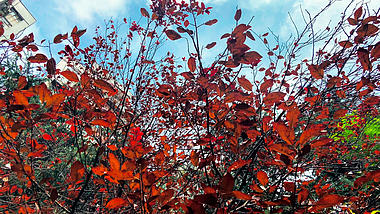 4K实拍秋天的风景入秋树叶变红了视频的预览图