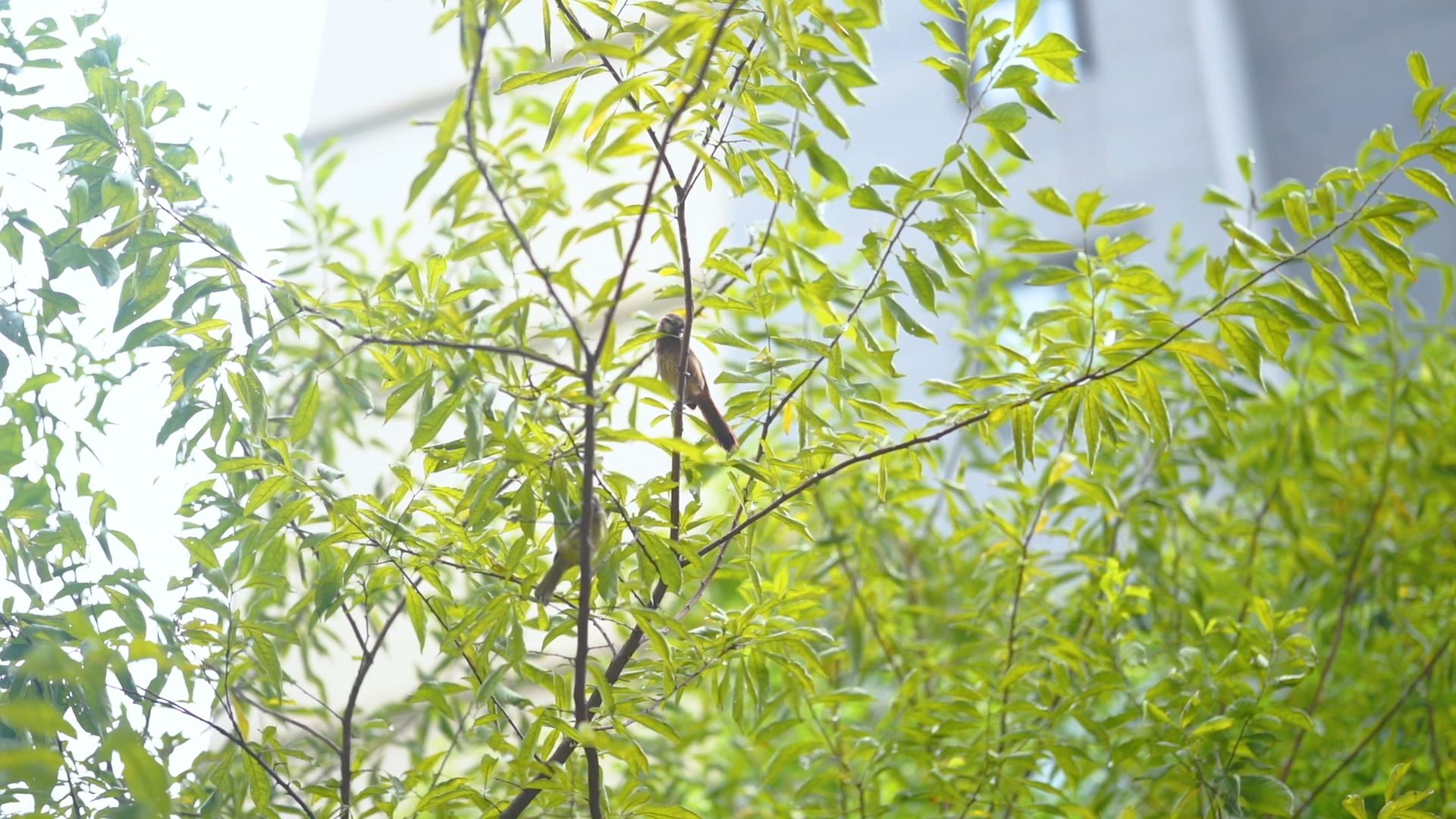 4k实拍唯美意境树上的小鸟自然风光视频的预览图