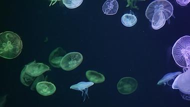 4k彩色的水母海洋生物实拍唯美空镜视频的预览图