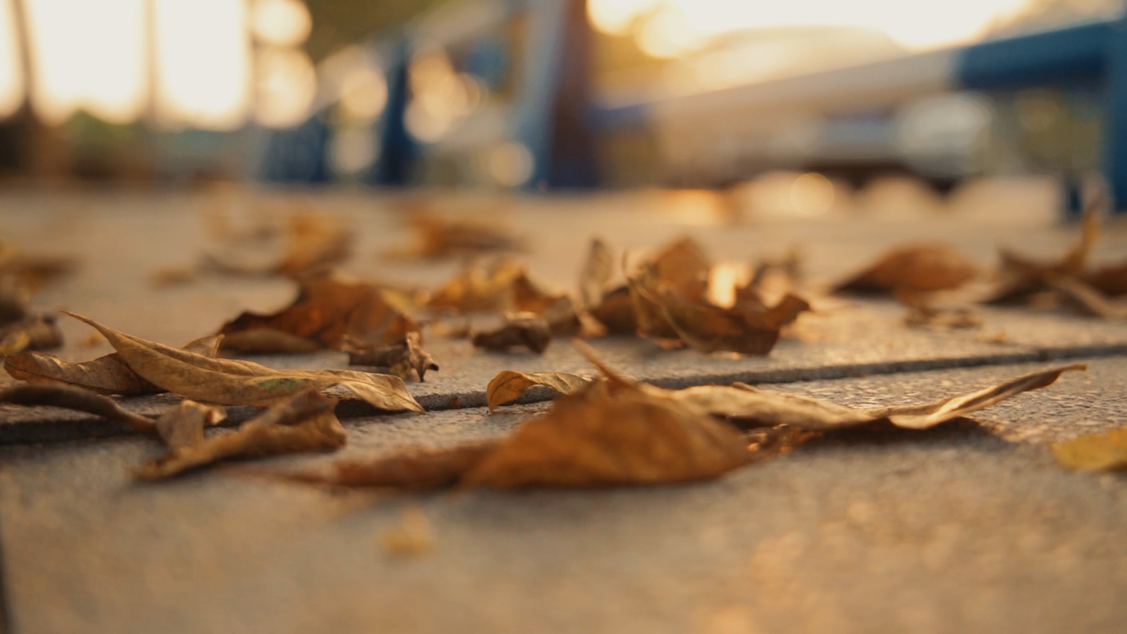1080低角度地上枯黄的落叶秋天风景实拍视频的预览图