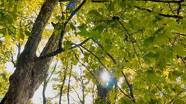 4K拍摄阳光透过枫叶逆光意境秋天风景视频的预览图
