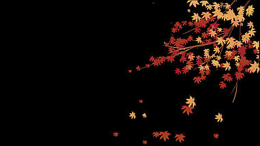 秋天枫树落叶秋季红叶视频的预览图