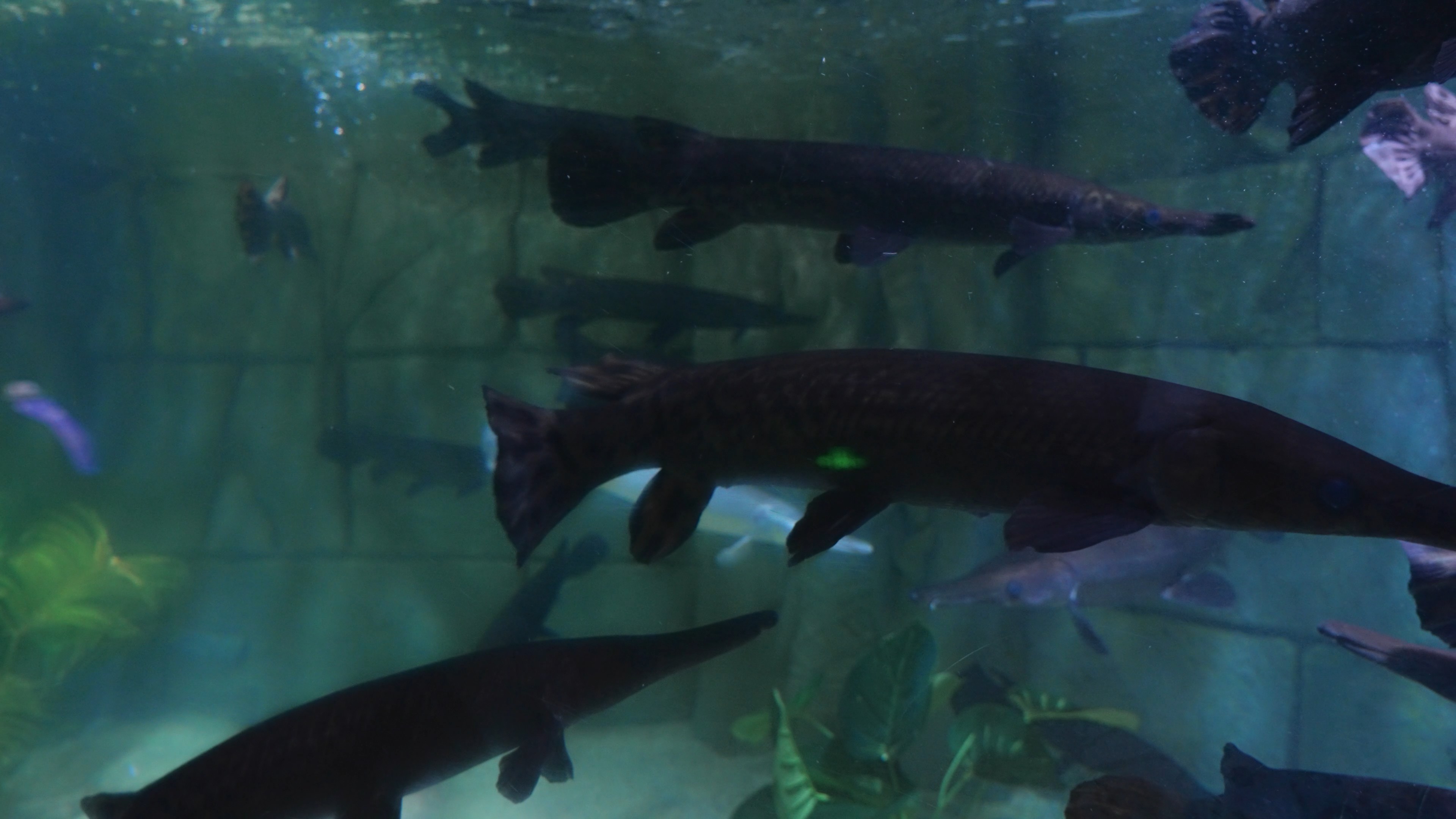 4k海洋馆短吻雀鳝凶猛鱼类海洋生物实拍视频的预览图