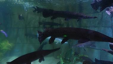 4k海洋馆短吻雀鳝凶猛鱼类海洋生物实拍视频的预览图