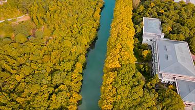 4K航拍风景区秋天的风景枫树间河流实拍MP41080P视频素材