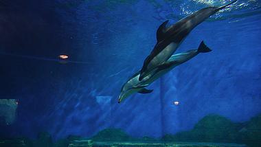 4k海洋馆海豚实拍海洋生物海底世界视频的预览图