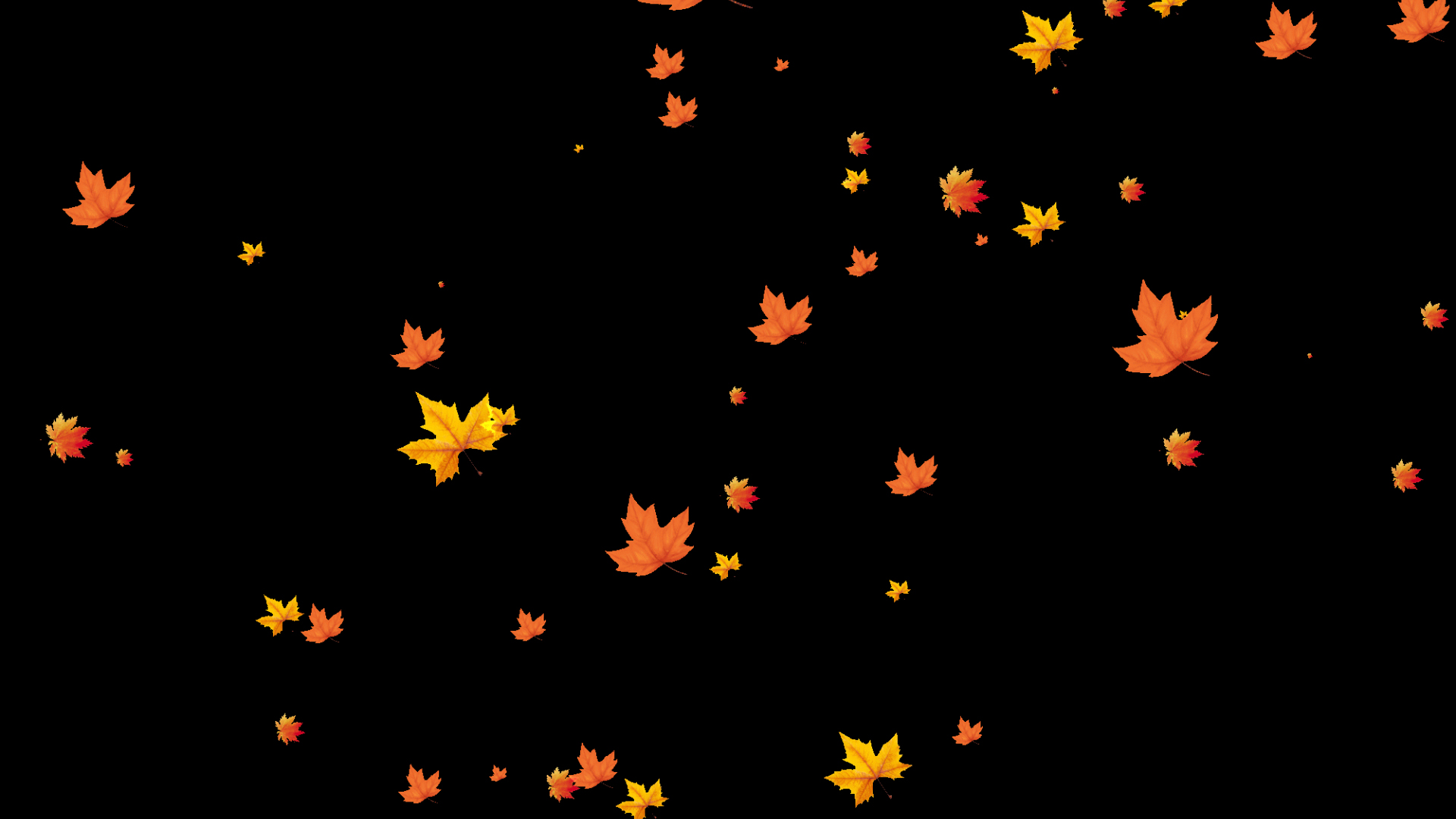 秋季秋天落叶枫叶飘落带通道视频的预览图