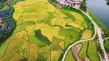 4K航拍农村农业种植金黄稻田视频的预览图