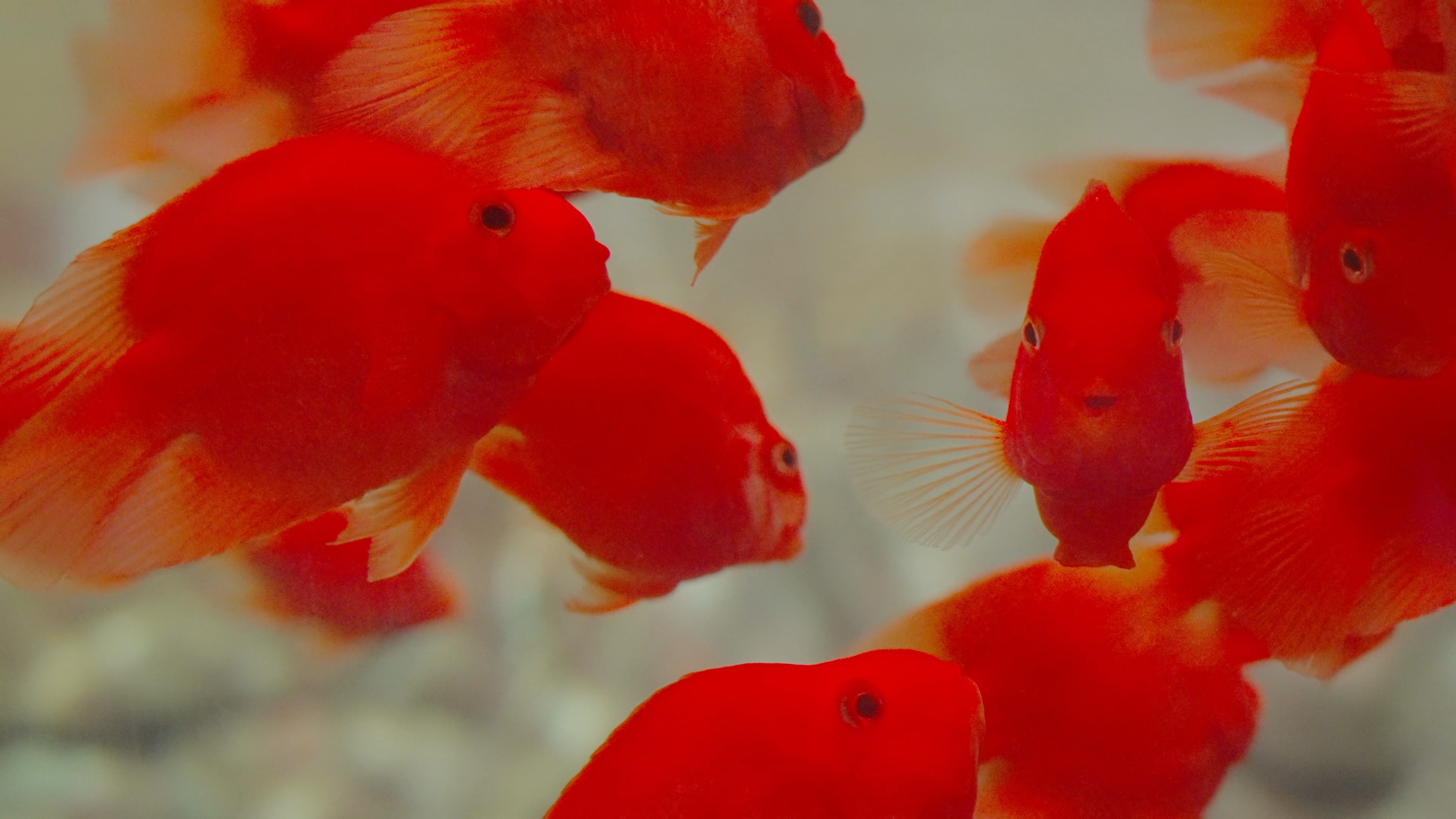 4k财神鱼血红鹦鹉红鱼鱼类动物实拍视频的预览图
